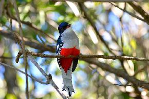 BIRDS OBSERVATION IN CUBA